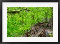 Bridge Along The Sol Duc River Trail, Washington State Fine Art Print