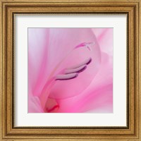 Close-Up Of A Pink Gladiola Blossom Fine Art Print
