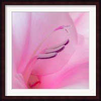 Close-Up Of A Pink Gladiola Blossom Fine Art Print