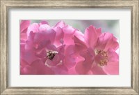 Close-Up Of Pink Rose Blossoms Fine Art Print