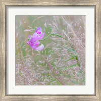 Sweet Pea Blossoms In A Meadow Fine Art Print