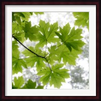 Big Leaf Maples In Summer Fine Art Print