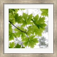 Big Leaf Maples In Summer Fine Art Print