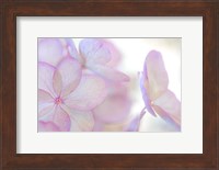 Close-Up Of Soft Pink Hydrangea Flower Fine Art Print