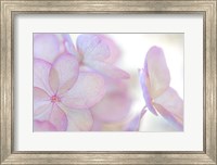 Close-Up Of Soft Pink Hydrangea Flower Fine Art Print