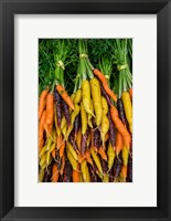 Display Of Carrot Varieties Fine Art Print