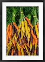 Display Of Carrot Varieties Fine Art Print