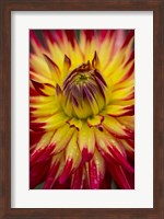 Detail Of A Vibrant Dahlia Flower Fine Art Print