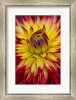 Detail Of A Vibrant Dahlia Flower Fine Art Print