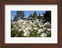 Scenic View Of Oxeye Daisies Fine Art Print