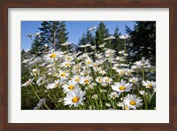 Scenic View Of Oxeye Daisies Fine Art Print