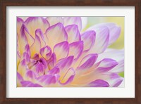 Dahlia Flower Close-Up Fine Art Print