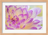 Dahlia Flower Close-Up Fine Art Print