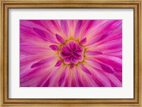 Bright Pink Dahlia Blossom Detail Fine Art Print