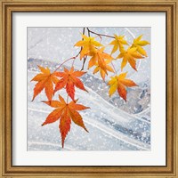Japanese Maple Leaves Above Ice Fine Art Print