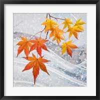 Japanese Maple Leaves Above Ice Fine Art Print