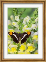 California Sister Butterfly On Yellow And White Snapdragon Flowers Fine Art Print