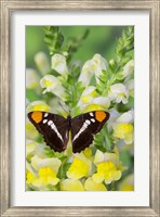 California Sister Butterfly On Yellow And White Snapdragon Flowers Fine Art Print