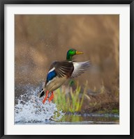 Mallard Duck Takes Flight Off Lake Washington Fine Art Print