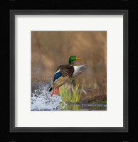 Mallard Duck Takes Flight Off Lake Washington Fine Art Print