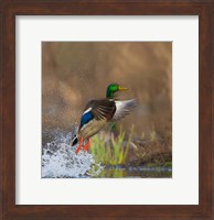 Mallard Duck Takes Flight Off Lake Washington Fine Art Print