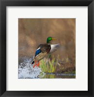 Mallard Duck Takes Flight Off Lake Washington Fine Art Print