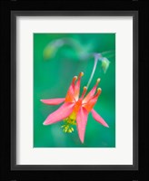 Red Columbine Wildflower Blooms Fine Art Print