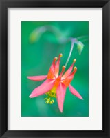 Red Columbine Wildflower Blooms Fine Art Print