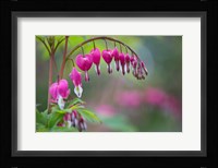 Row Of Bleeding Heart Flowers Fine Art Print