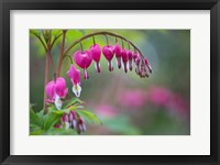 Row Of Bleeding Heart Flowers Fine Art Print