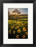 Arrowleaf Balsamroot Wildflowers At Columbia Hills State Park Fine Art Print