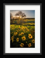 Arrowleaf Balsamroot Wildflowers At Columbia Hills State Park Fine Art Print