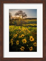 Arrowleaf Balsamroot Wildflowers At Columbia Hills State Park Fine Art Print