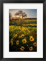Arrowleaf Balsamroot Wildflowers At Columbia Hills State Park Fine Art Print