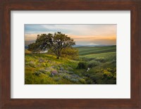 An Oak Tree At Columbia Hills State Park Fine Art Print