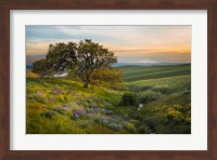 An Oak Tree At Columbia Hills State Park Fine Art Print