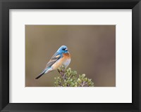 Lazuli Bunting On A Perch At The Umtanum Creek Recreational Are Fine Art Print