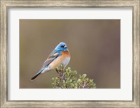 Lazuli Bunting On A Perch At The Umtanum Creek Recreational Are Fine Art Print