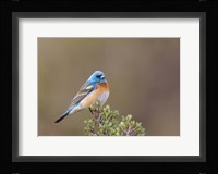 Lazuli Bunting On A Perch At The Umtanum Creek Recreational Are Fine Art Print