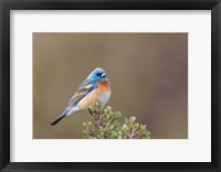 Lazuli Bunting On A Perch At The Umtanum Creek Recreational Are Fine Art Print