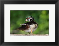 Wood Duck Preens While Perched On A Log Fine Art Print