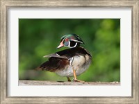Wood Duck Preens While Perched On A Log Fine Art Print