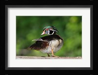 Wood Duck Preens While Perched On A Log Fine Art Print