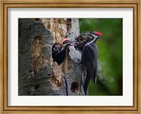 Pileated Woodpecker Aside Nest With Two Begging Chicks Fine Art Print