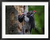 Pileated Woodpecker Aside Nest With Two Begging Chicks Fine Art Print