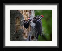 Pileated Woodpecker Aside Nest With Two Begging Chicks Fine Art Print