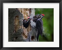 Pileated Woodpecker Aside Nest With Two Begging Chicks Fine Art Print