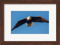 Bald Eagle In Flight Over Lake Sammamish Fine Art Print