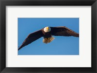 Bald Eagle In Flight Over Lake Sammamish Fine Art Print
