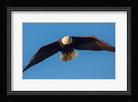 Bald Eagle In Flight Over Lake Sammamish Fine Art Print